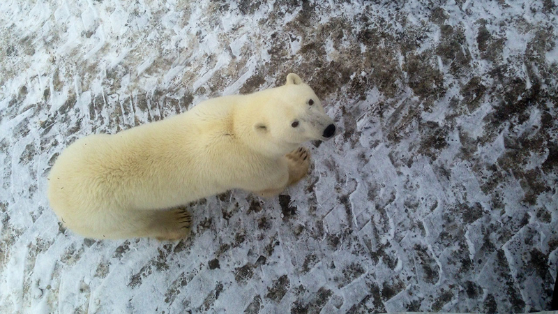 Illustration for article titled How To Shoot A Polar Bear — With Live Video